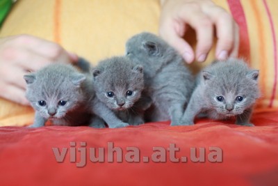 4 голубых британских котенка